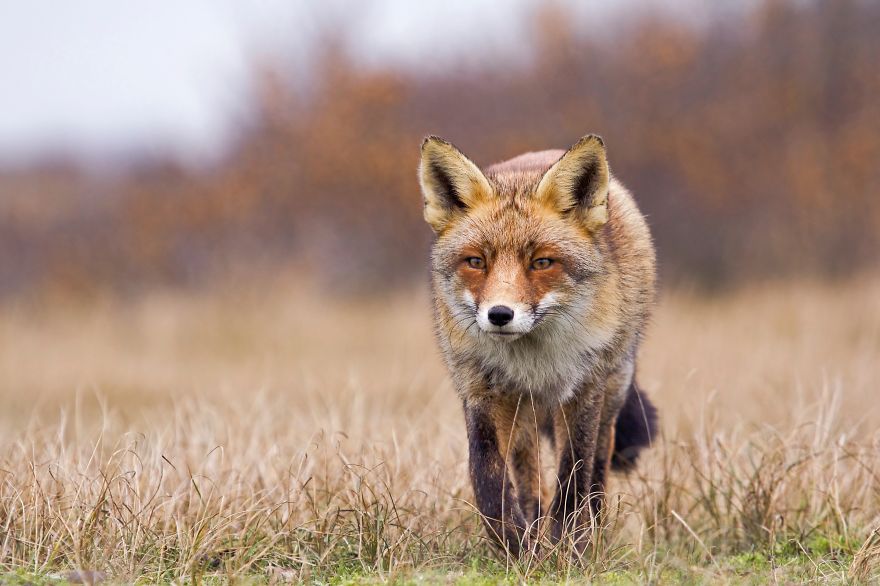 The Dune Foxes Of The Netherlands