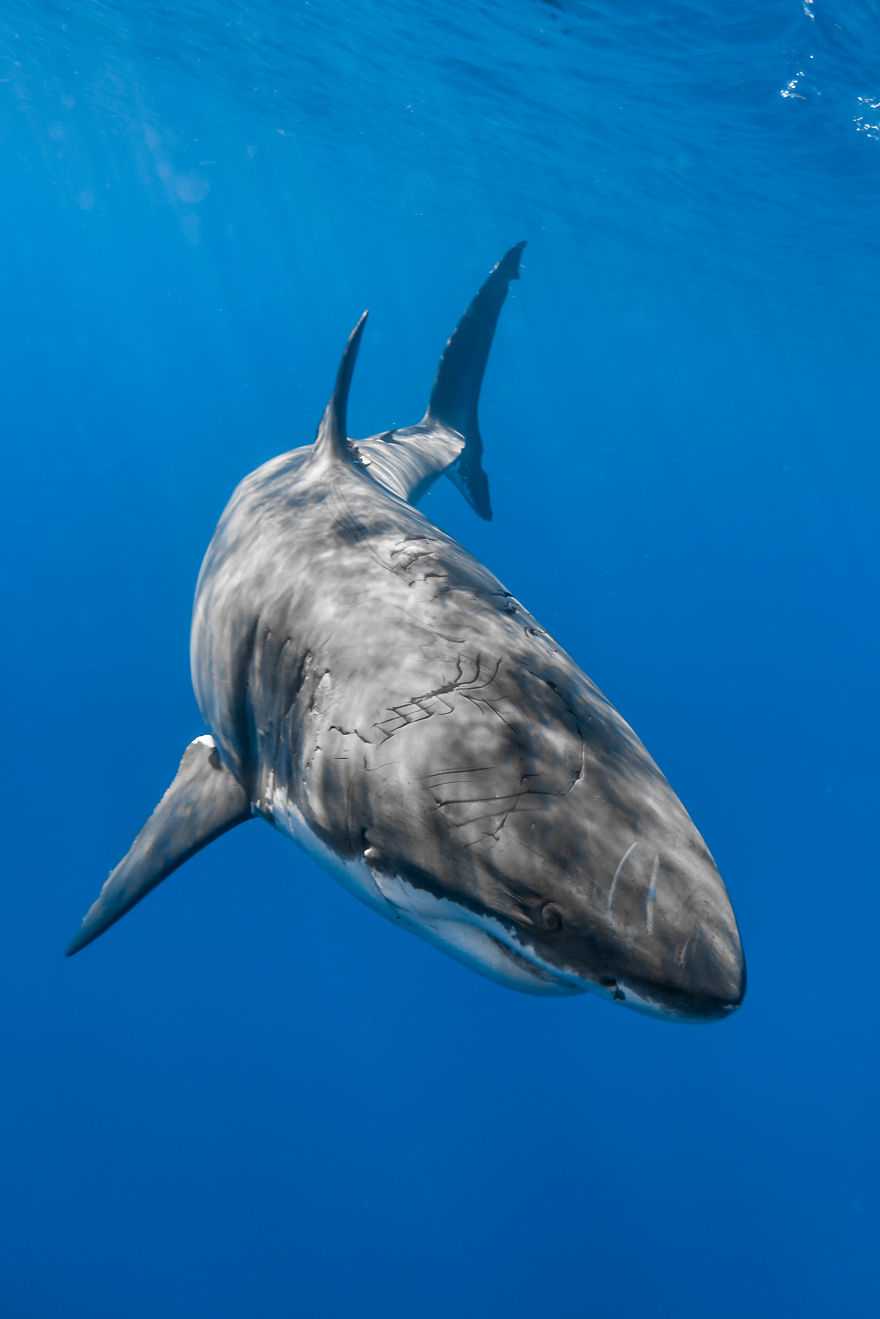 I Photograph The Great White Sharks Of Isla De Guadalupe