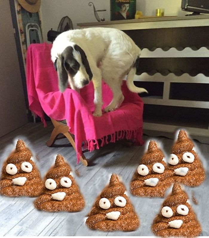 The Dog Is Scared Of His Poops Which Look Like Poop Emoji Marshmallow :)