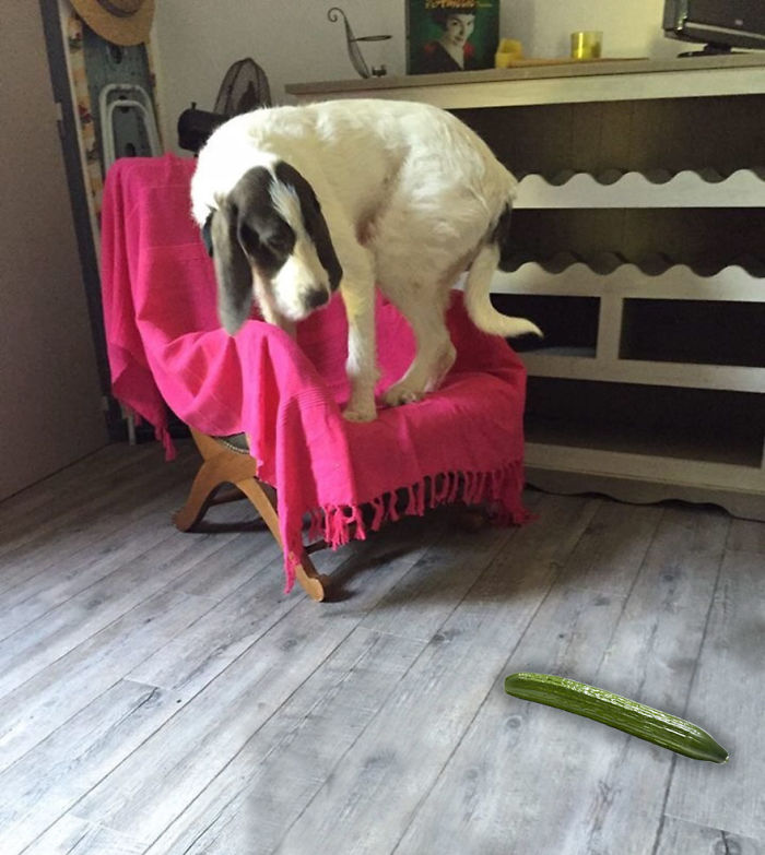 This Dog Is Clearly Afraid Of This Very Scary Cucumber