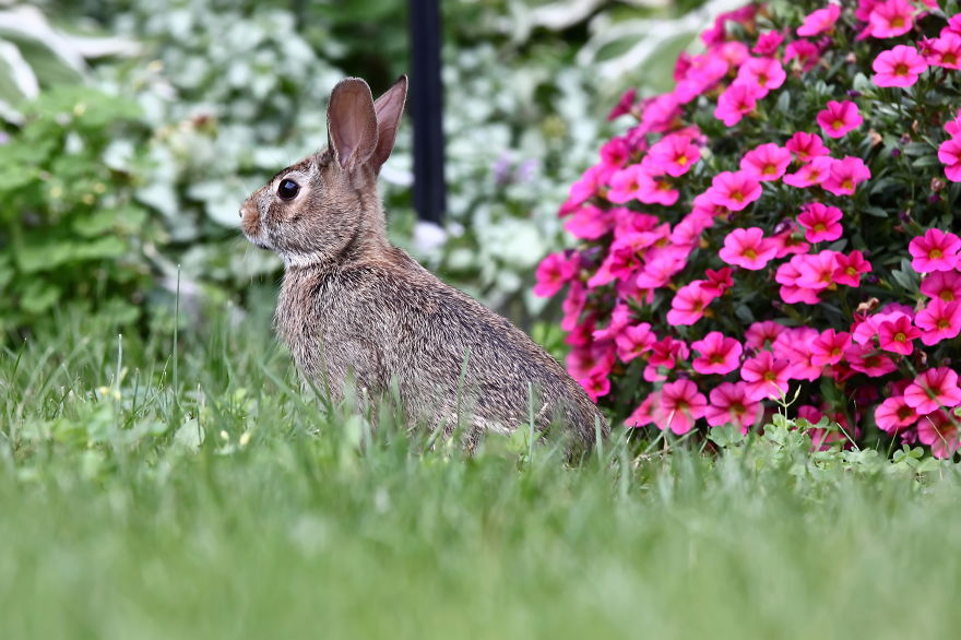 I Photographed A Bunny In My Backyard