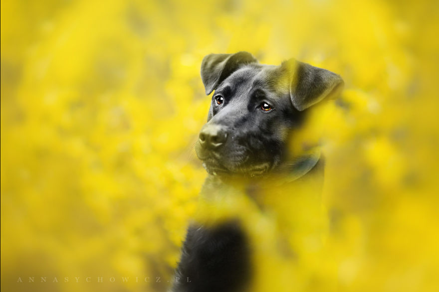 I Photograph The Emotions That You See In Dogs' Eyes