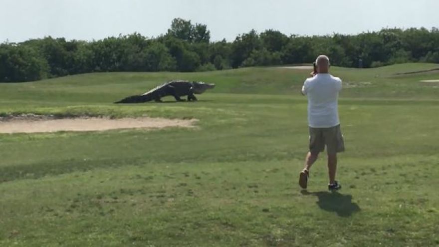 Giant Alligator Was Spotted Casually Roaming A Golf Course In Florida