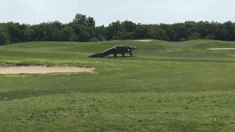 Giant Alligator Was Spotted Casually Roaming A Golf Course In Florida