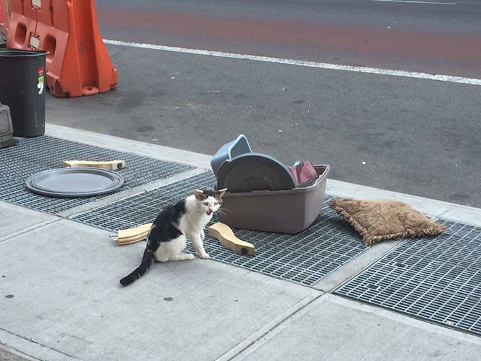 Someone Dumped A Cat On The Street With His Litter Box