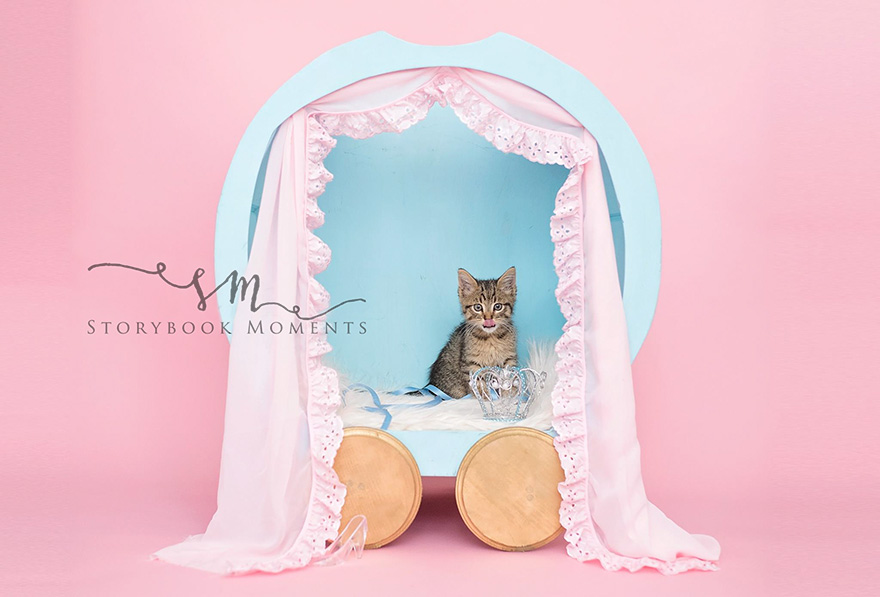adopted-cat-photoshoot-newborn-storybook-moments-1