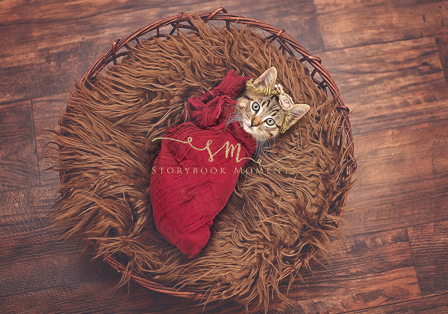 adopted-cat-photoshoot-newborn-storybook-moments-2