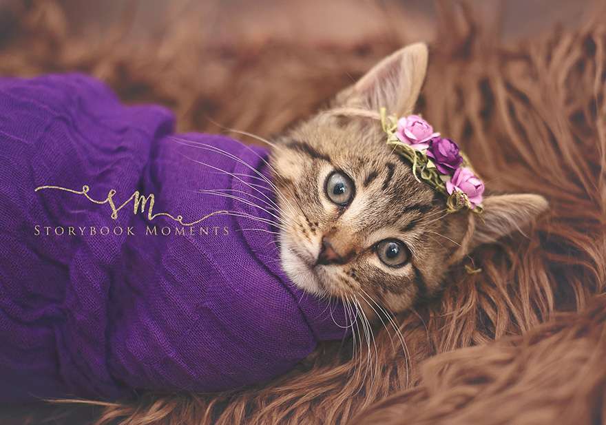 adopted-cat-photoshoot-newborn-storybook-moments-3