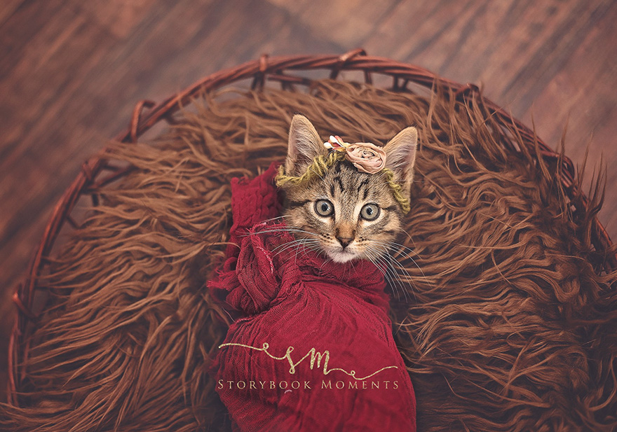 adopted-cat-photoshoot-newborn-storybook-moments-4