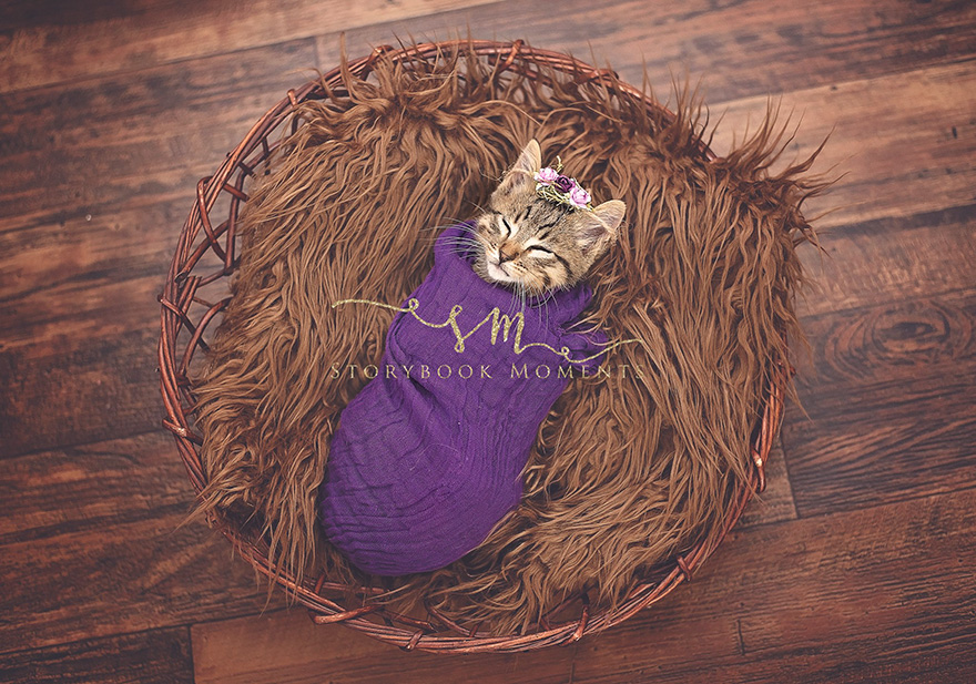 Daughter Demands Newborn Photoshoot For Her Stray Kitty, Mother Delivers