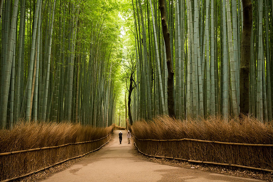Sagano Bamboo Forest, In Arashiyama