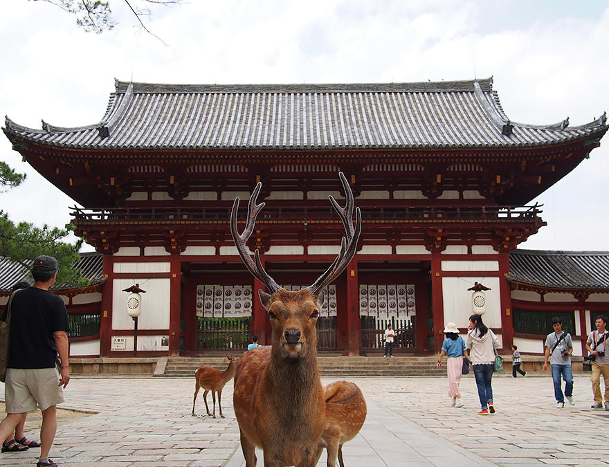 The Guardian Of Todai-ji In Nara