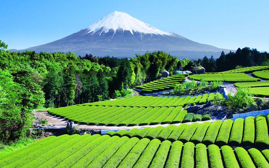 Tea Garden Near Mt. Fuji