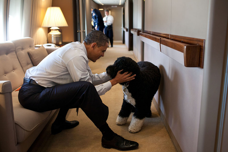President Barack Obama Plays With Bo, The Obama Family Dog, Aboard Air Force One During A Flight To Hawaii