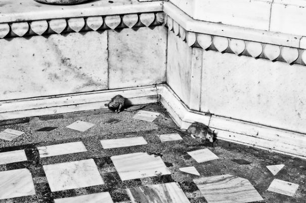 A Visit To The Mouse Temple Of India