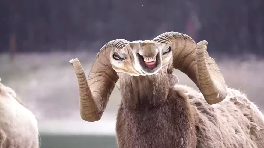 The Real Bighorn