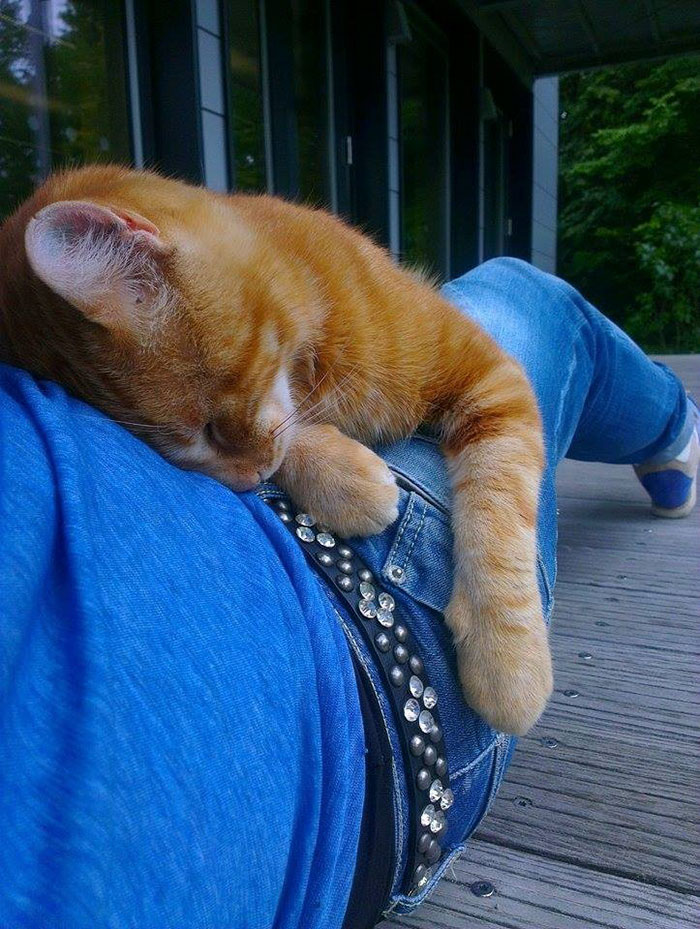 This Cat Comes To University Every Day To Help Students With Cuddles