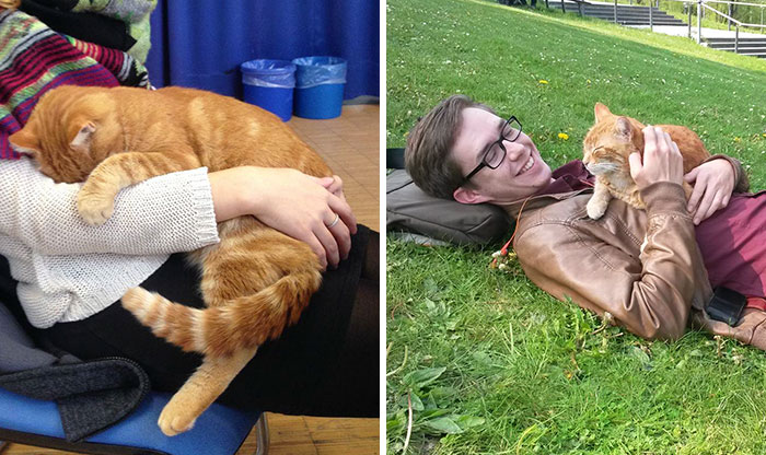 This Cat Comes To University Every Day To Help Students With Cuddles