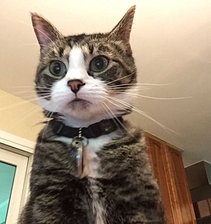 cat-caught-on-camera-incorrect-password-laptop-2
