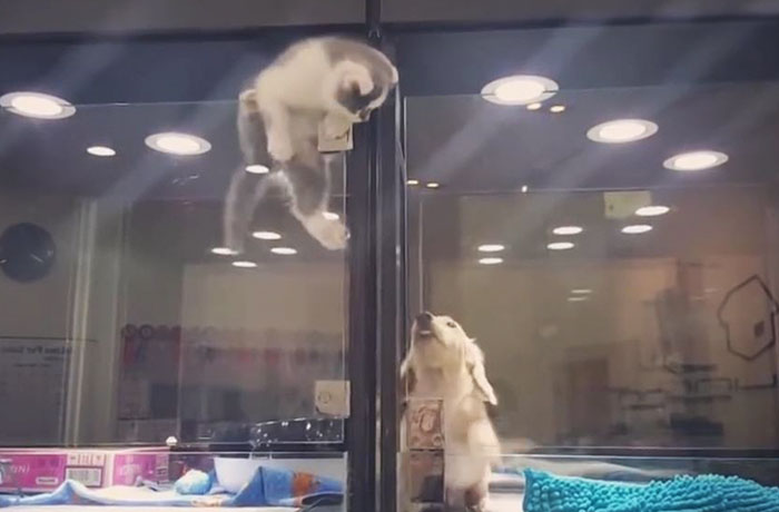 Kitten Escapes Pet Store Display To Meet Its Lonely Dog Friend