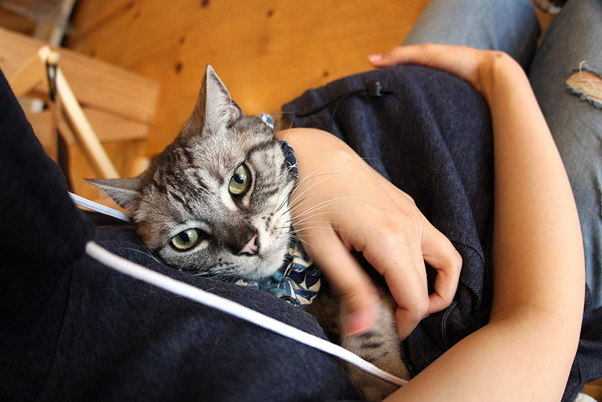 Cat Hoodie With Kangaroo Pouch Lets You Take Your Cat Wherever You Go (Summer Edition)