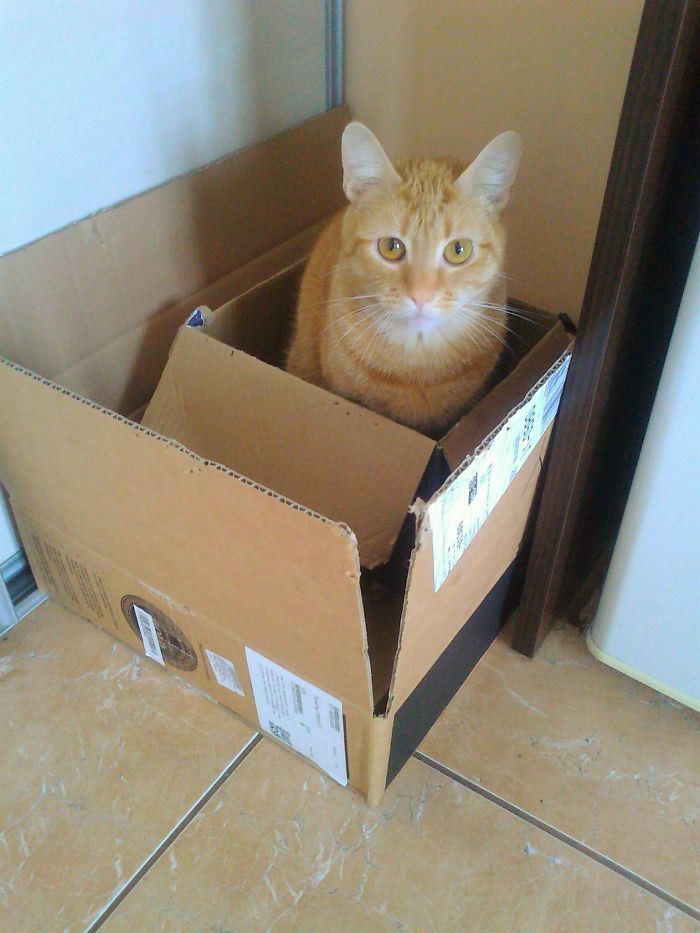 Cat In A Box Inside Another Box = Cat Squared Happy