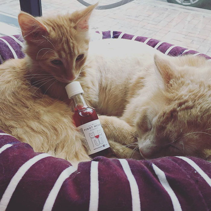 This Catnip Wine Lets Your Cat Be Your New Drinking Buddie
