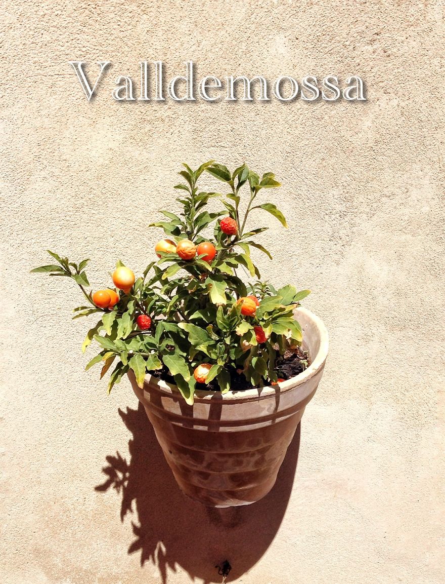 Pictures While Trekking In Mallorca