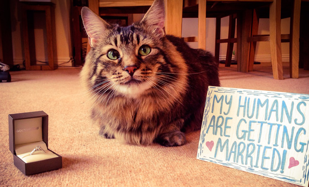 Cat Engagement Announcement