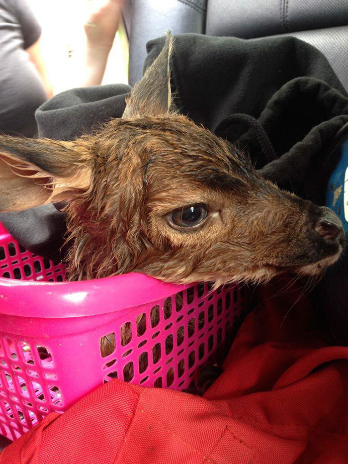 Man Sees Dying Deer On Road, Stops His Car To Perform C-Section To Save Her Baby