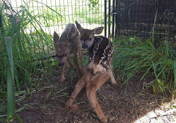Man Sees Dying Deer On Road, Stops His Car To Perform C-Section To Save Her Baby