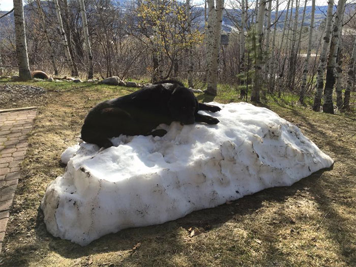 dog-lies-on-snow-pile-1