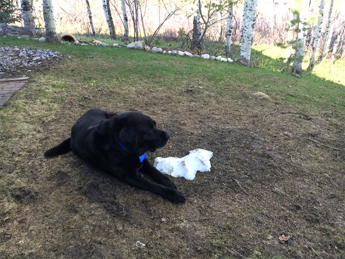 dog-lies-on-snow-pile-10