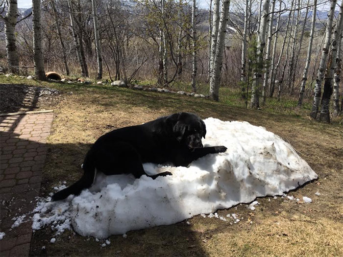 dog-lies-on-snow-pile-3