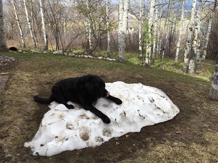 dog-lies-on-snow-pile-4