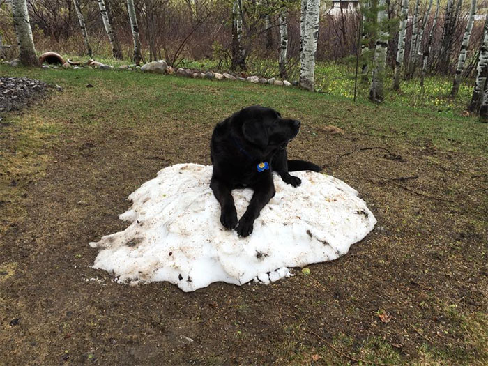 dog-lies-on-snow-pile-7