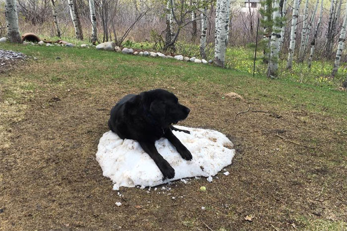 dog-lies-on-snow-pile-8