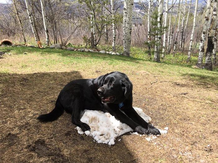 dog-lies-on-snow-pile-9