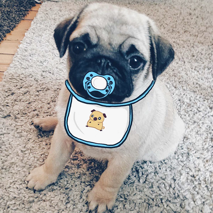My Girlfriend And I Love To Doodle On Our Pug’s Face (24 Pics)