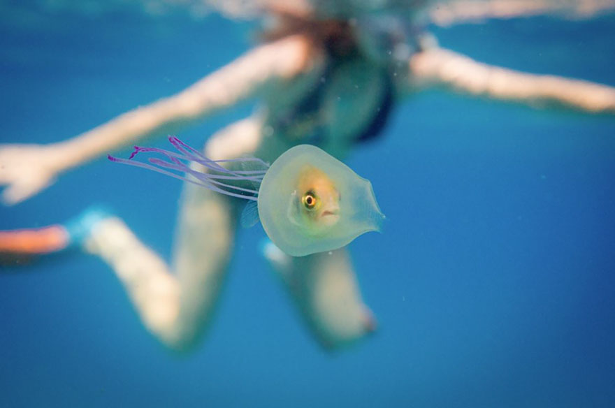 fish-trapped-inside-jellyfish-3