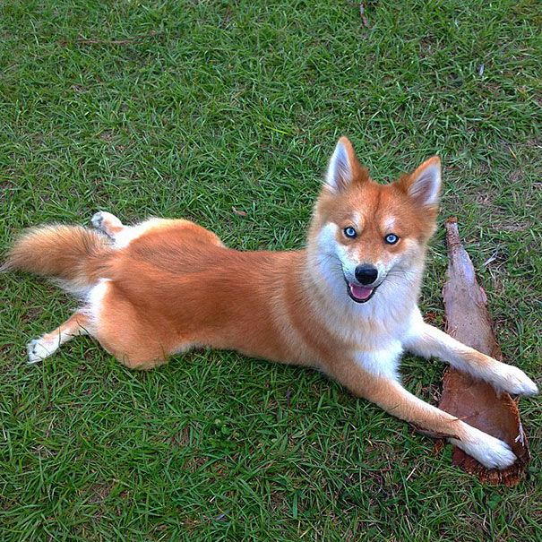 Meet Fox Dog, A Pomeranian-Husky Mix (12 Pics)