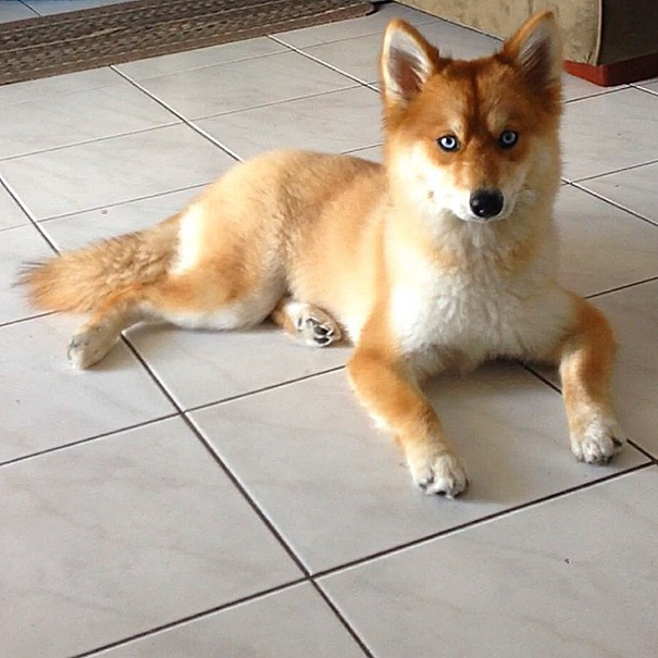 Meet Fox Dog, A Pomeranian-Husky Mix (12 Pics)