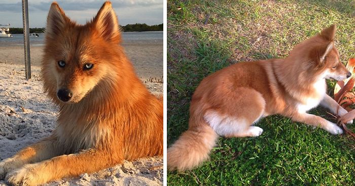Meet Fox Dog, A Pomeranian-Husky Mix (12 Pics) Bored Panda