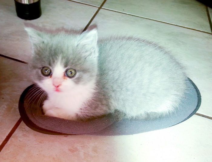 This Is Our Pilkutė When She Was Tiny, She Fit Perfectly On My Slipper!