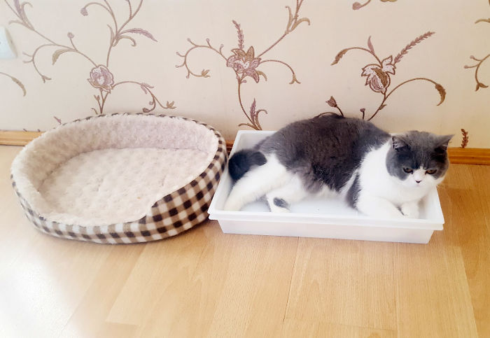 Pilkutė Prefers To Fit In This Plastic Box Rather Than Her Perfect Cat Bed