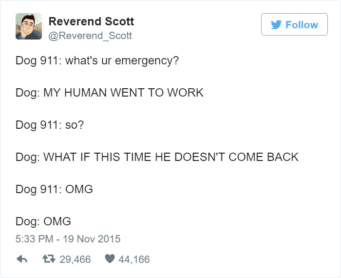 Dog 911