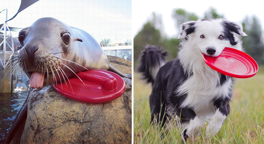 Seal Looks Like Dog