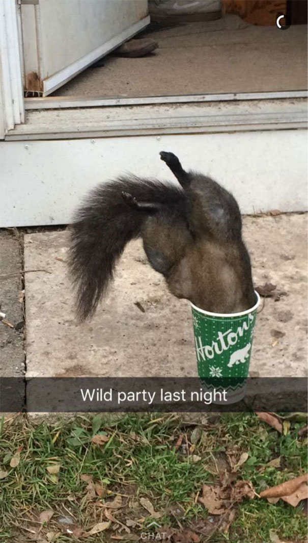 Wild Party Last Night
