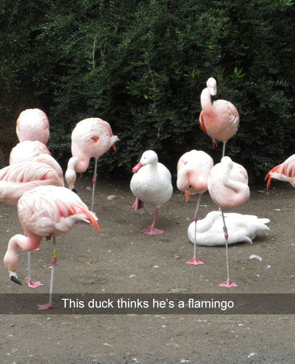 This Duck Thinks He’s A Flamingo