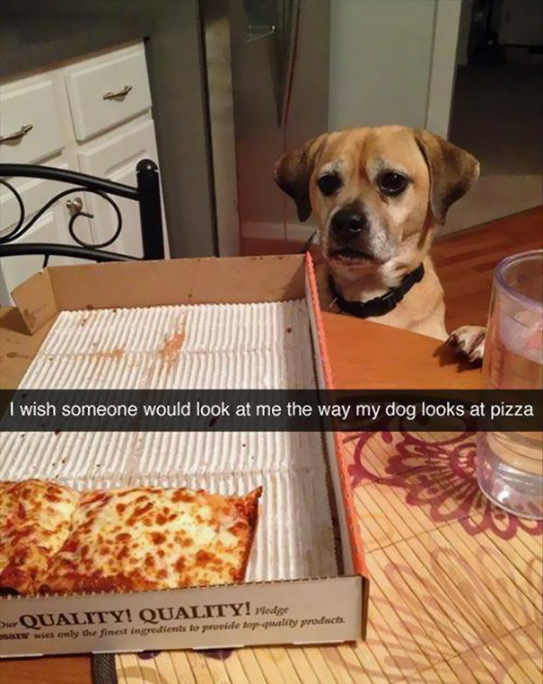 I Wish Someone Would Look At Me The Way My Dog Looks At Pizza